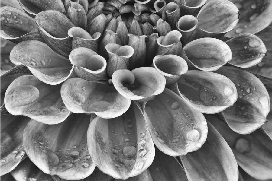 Silver Dahlia by artist Dennis Frates – Indigenous Collection and CAP ...