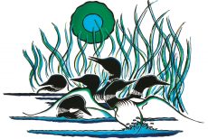 Family of Loons