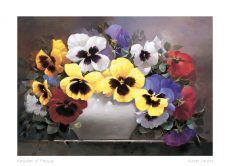 Rainbow Of Pansies