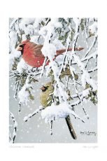 Christmas Cardinals