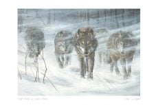 Wolfpack in Snowstorm