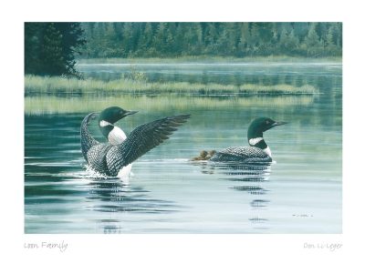 Loon Family