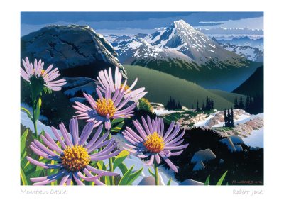 Mountain Daisies