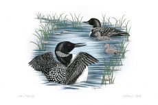 Loon Family