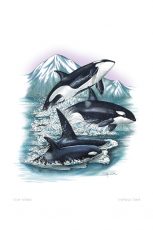 Orca Whales