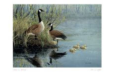 Geese in Spring