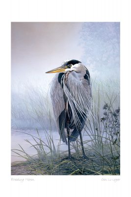 Brooding Heron