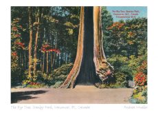 The Big Tree, Stanley Park, Vancouver, BC, Canada