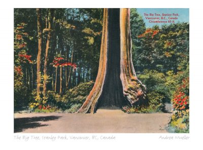 The Big Tree, Stanley Park, Vancouver, BC, Canada