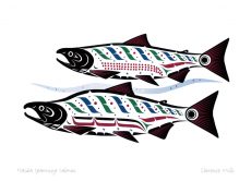 Haida Spawning Sockeye