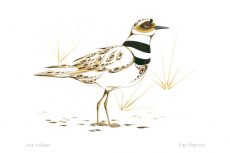 Lone Killdeer