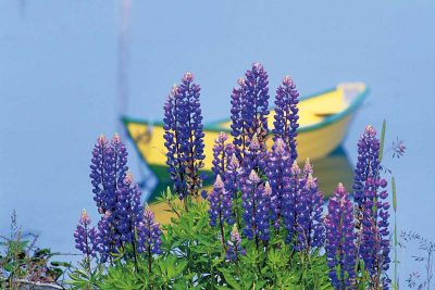 Lupins & Dory, NS