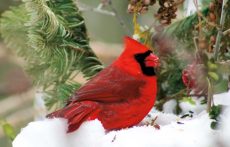 Male Cardinal