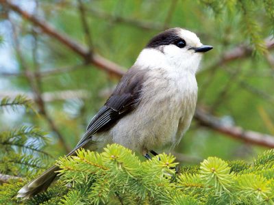 Grey Jay