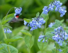 Male Ruby Throated Hummingbird