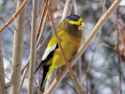 Male Yellow Evening Grosbeak