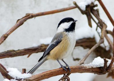 Black Capped Chickadee