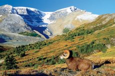 Admiring the Scenery, Wilcox Pass in Banff National Park