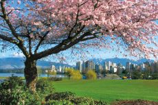 Framed By Spring, Jericho Park, BC