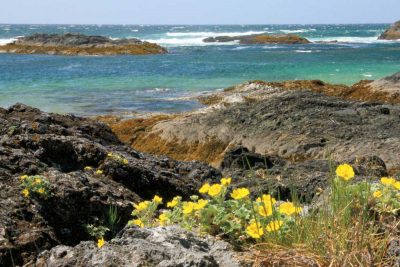 Wild Pacific Beauty, Vancouver Island, BC