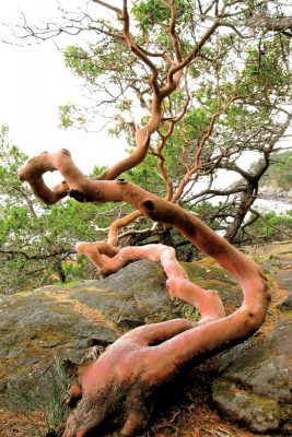 Twists and Turns, Arbutus Tree, East Sooke Regional Park, Vancouver Island, BC