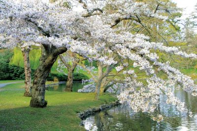 Beacon Hill Park, Victoria, Vancouver Island, BC