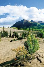 Carcross Desert, Yukon