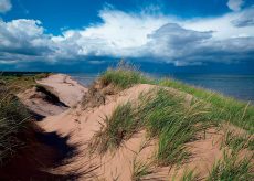 Beach Dunes, PEI