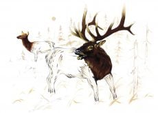 Elk and Cow