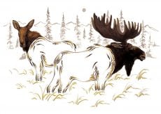 Bull Moose and Cow