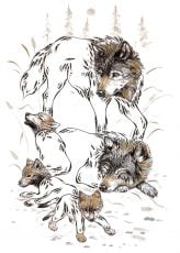 Wolf Family