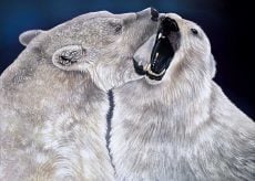 Polar Pals