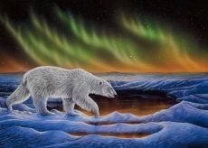 Polar Night