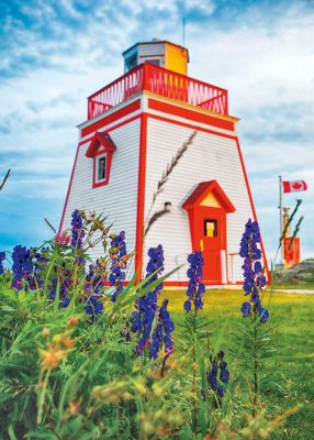 St Anthony Lighthouse Lupins NL