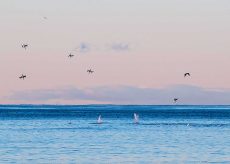 Duck Diving, NL