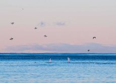 Duck Diving, NL