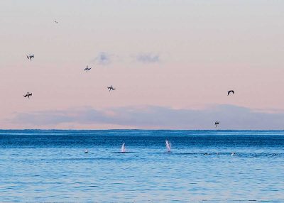 Duck Diving, NL
