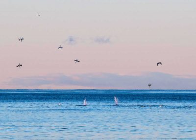 Duck Diving, NL