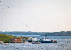 Attack of the Seagulls, Western NL