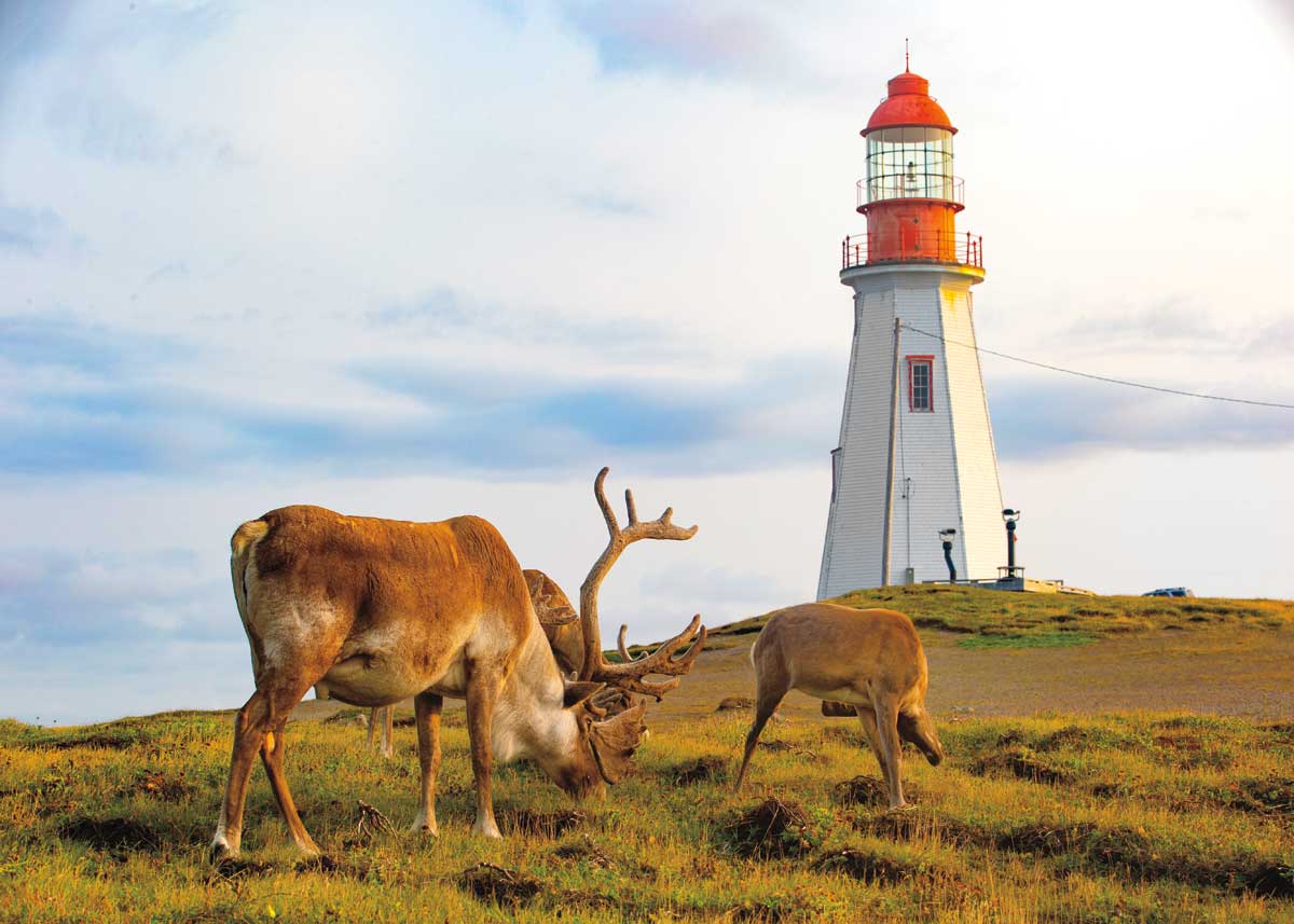 The Caribou of Port-Au-Choix, NL