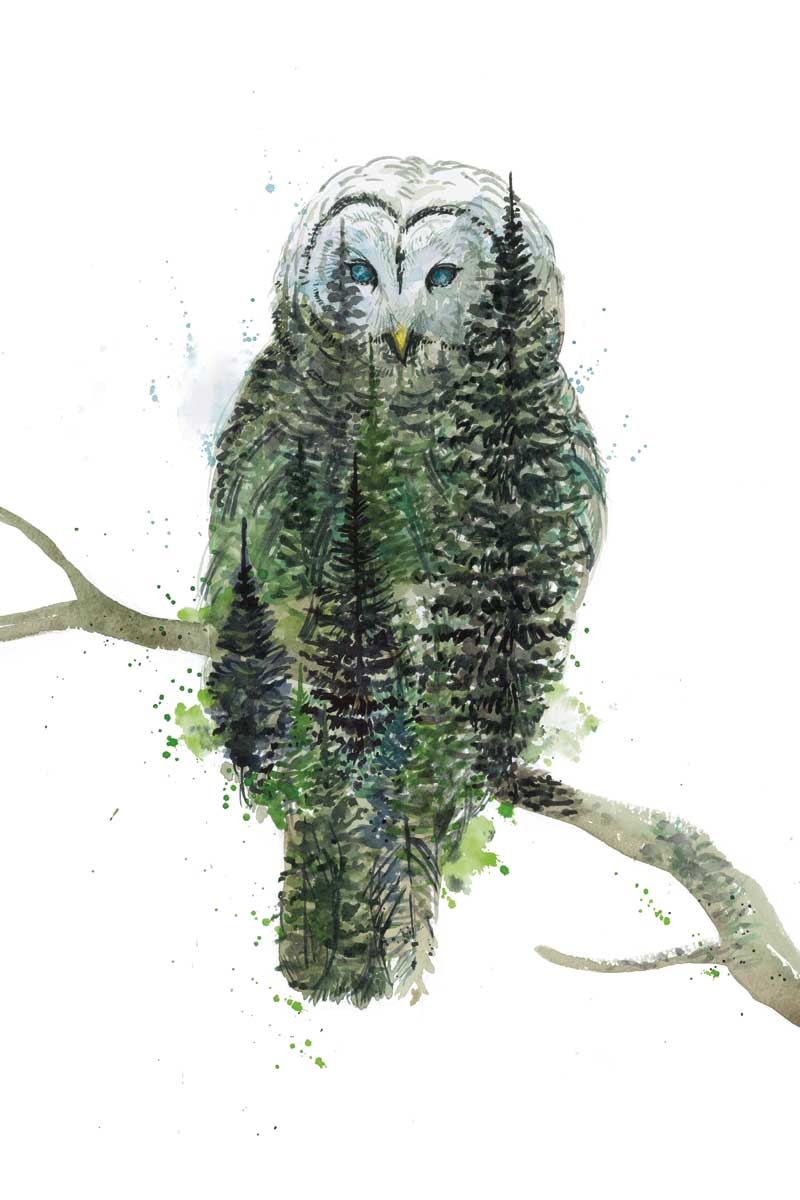 Owl