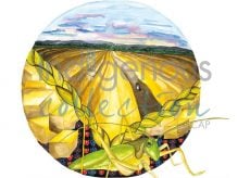 Moon 7 July: Month of hoeing and harvesting sweetgrass