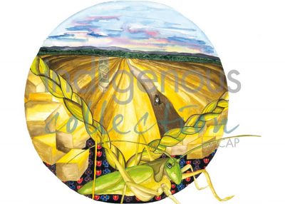 Moon 7 July: Month of hoeing and harvesting sweetgrass