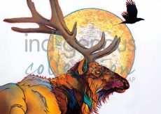 Red Elk