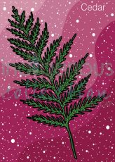 Cedar