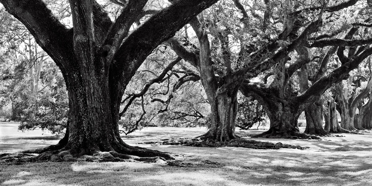 Asian Serenity I by artist  Leif Ostlund