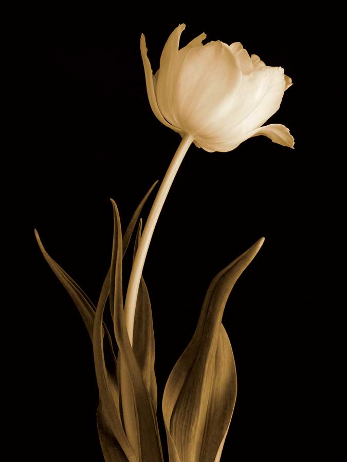 Classic Beauty by artist  Charles Britt