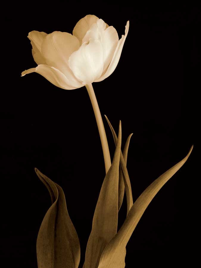 Splendid Beauty by artist  Charles Britt