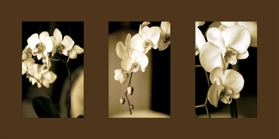 Exotic Blooms by artist  Cinzia Ryan