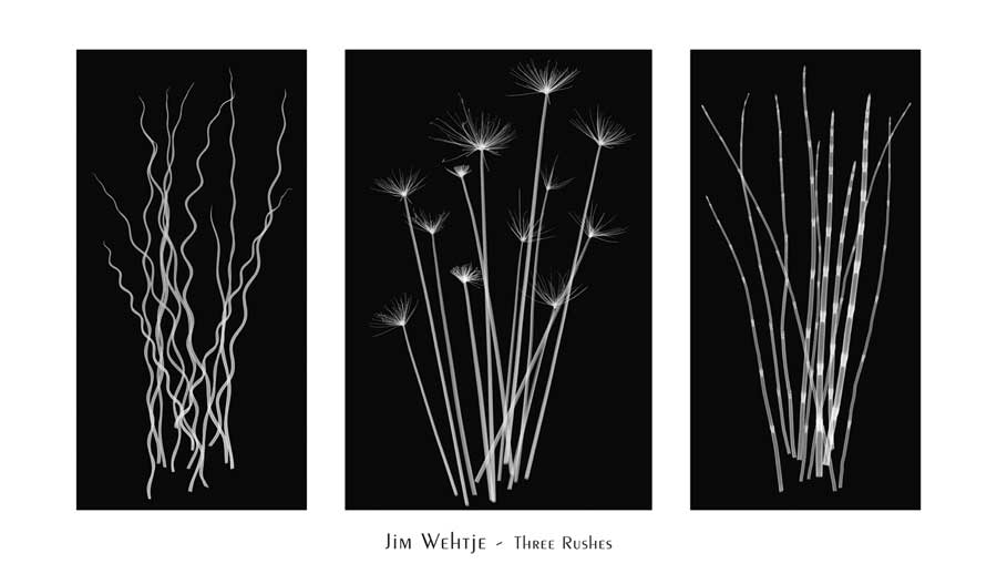 Three Rushes by artist  Jim  Wehtje